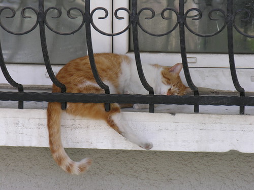 Ha ügyesek vagyunk, ezen a képen találunk egy alvó macskát