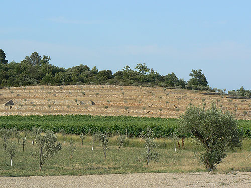 oliviers de Peyrassol.jpg