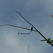 P8221162-1 Olive  sided  flycatcher