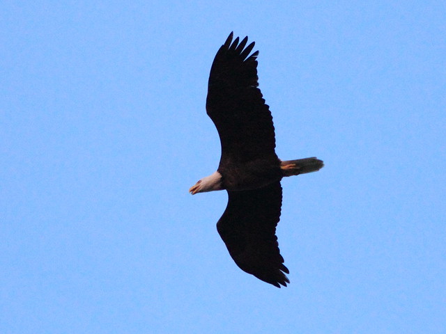 Bald Eagle at sunrise 20111012