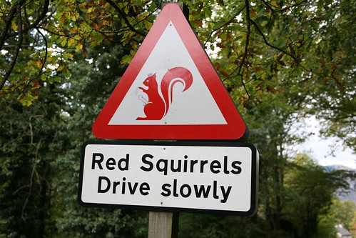 Red Squirrels Drive Slowly by ultraBobban