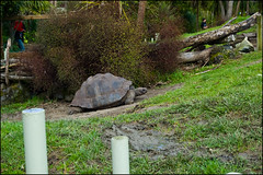 Auckland Zoo - Giant turtle