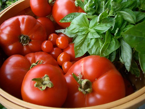 pic_1_tomatoes