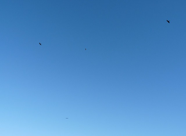 25285 - Four Red Kites, Goppa Hill