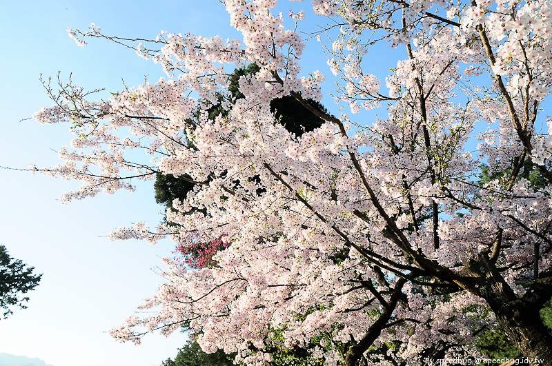 阿里山櫻花季20