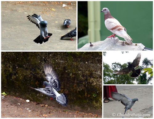 Birds of Gangtok