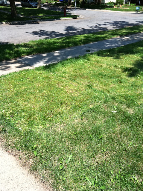 front yard grass