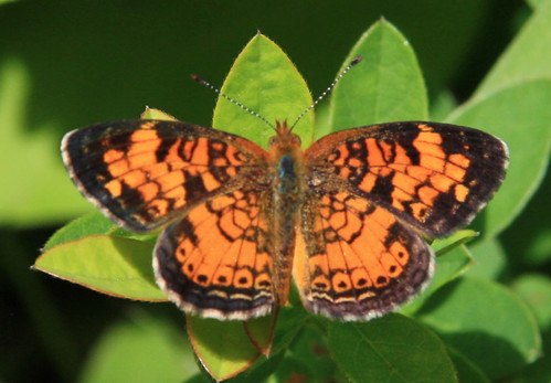 Orange and Black Butterfly 