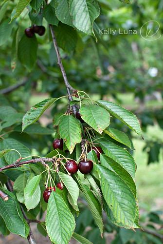 cherry branch-2