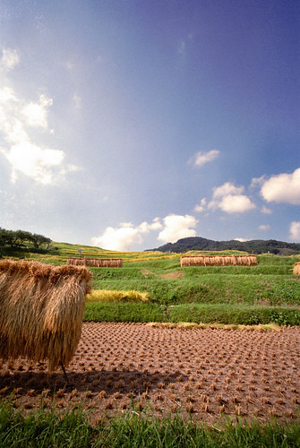 Spectacle of terraced paddy fields 2.