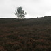 Solitary tree, nr Beauly
