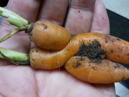 Intwined Carrots