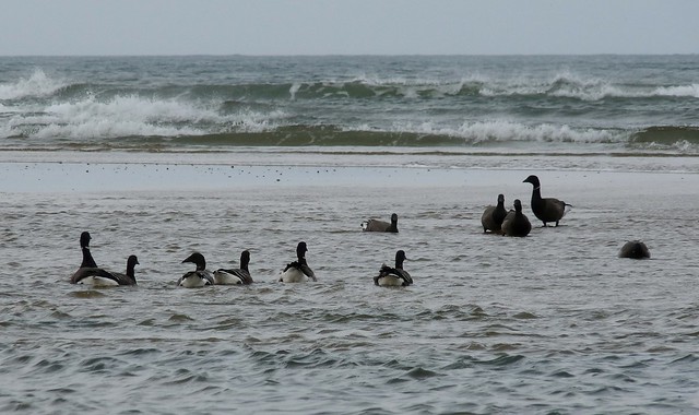 25233 - Brent Geese, Broughton Bay