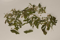 Gedroogde basilicum