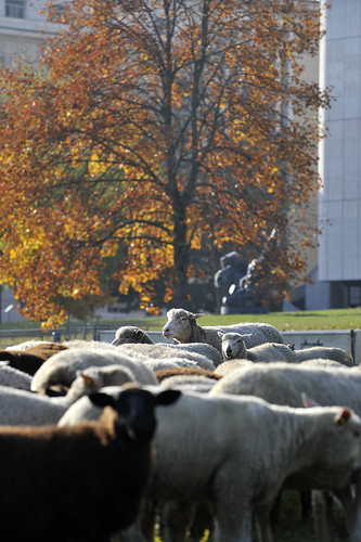 Sheep on lawn in front of Palais des Nations - UN photo by Jean Marc Ferre
