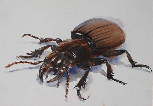 beetle by Spencer Mackay