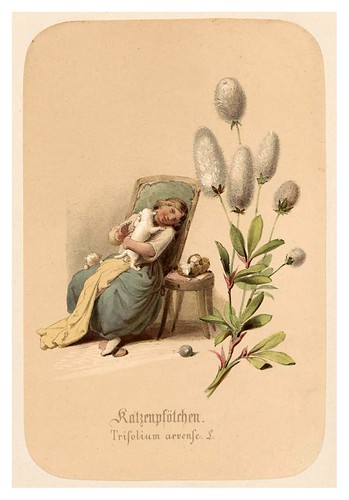 003-La patita del gato-Illustrirtes Kräuterbuch –Aquarelle- 1870-Adolf Schroedter