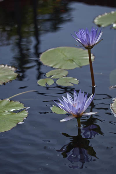 'Blue Beauty' Tropical Water Lily