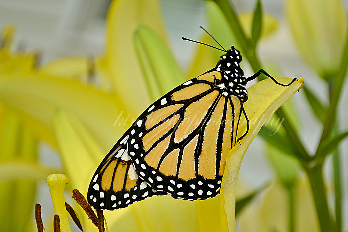 Monarch butterfly #3