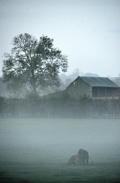 The Fog. By R J Watson