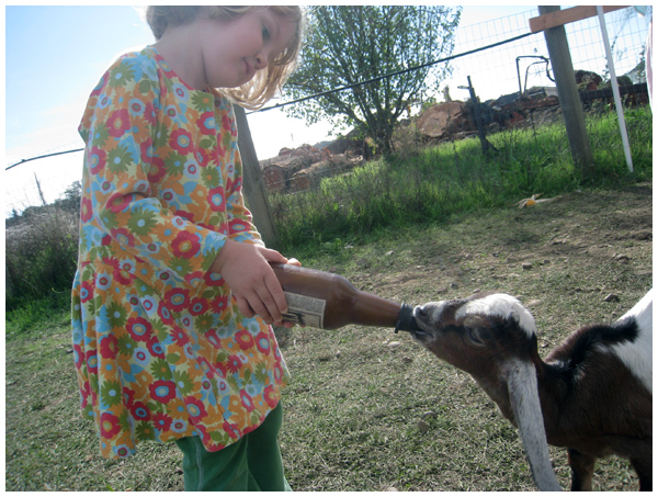 Feeding baby goat milk