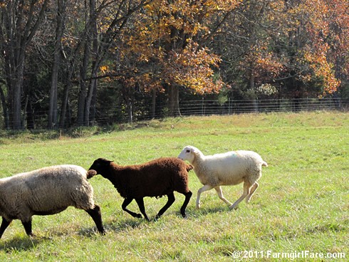 Rounding up the sheep surrounded by autumn color 8 - FarmgirlFare.com