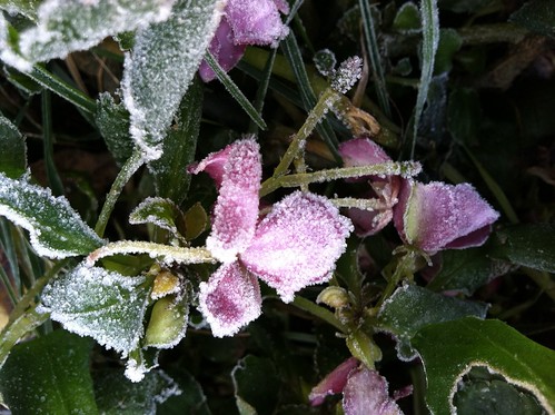 Morning Frost