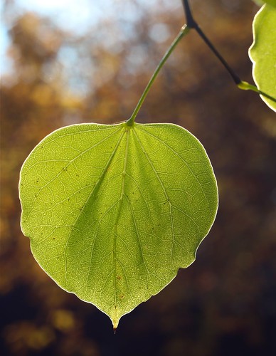 redbud leaf