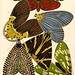 Seguy E.A. Papillions 19270015