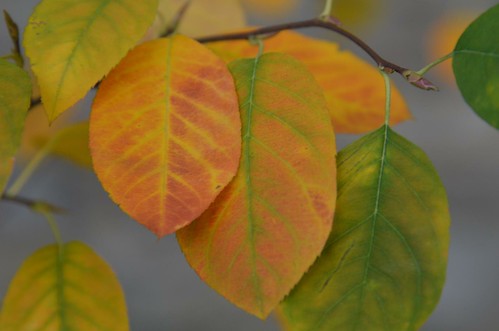 Foliage detail, Amelanchier canadensis, by Flatbush Gardener, on Flickr