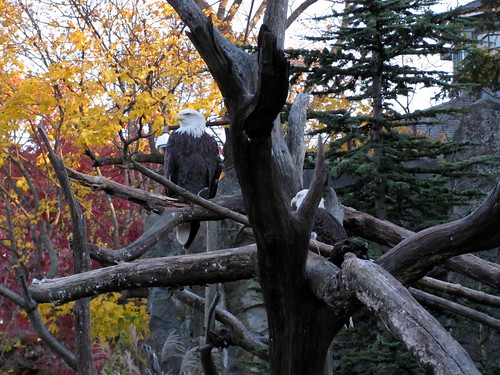 [315/365] Eagles in Autumn by goaliej54