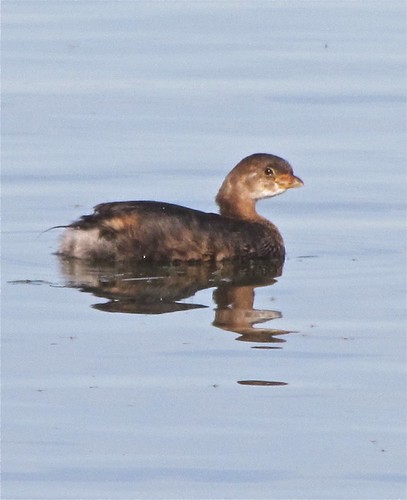 Pied-billed Grebe at White Oak Park in Bloomington, IL 04