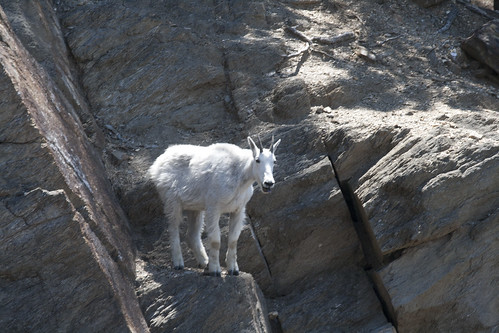 mount-rushmore-goat