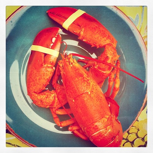 Maine lobster