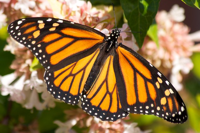 Monarch Butterfly 2