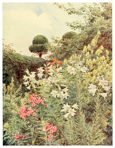 016-Lirios blancos y aconito amarillo-Some English gardens 1904- George S. Elgood