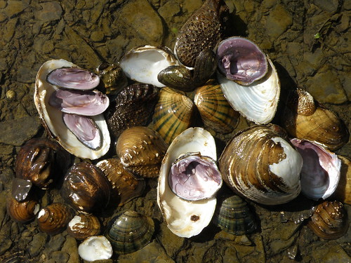 Freshwater mussel colors