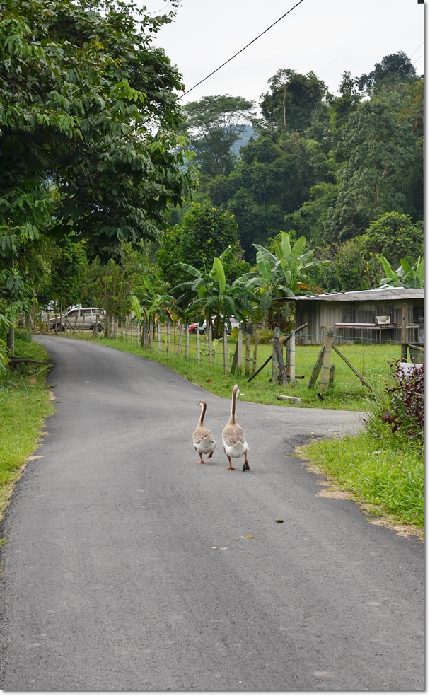 Geese Strolling
