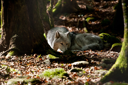 Wolf taking some rest (1) by Onnamusha