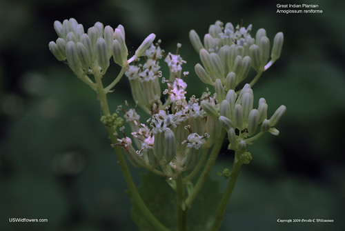 Great Indian Plantain - Arnoglossum reniforme