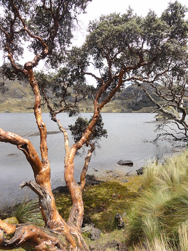 One of the many, many lakes of Parque National Cajas