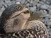 20110615_11 Female mallard (Anas platyrhynchos) who decided to rest 2-3 feet from me. :D | Flüelen, Switzerland | Right-click for more size options