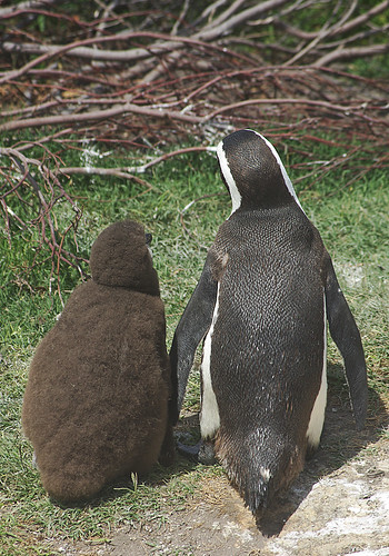 Mum and baby penguin at Bettys Bay South Africa by Sallyrango