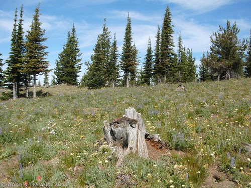 Wildflowers on Columbia Mountain Colville National Forest Washington