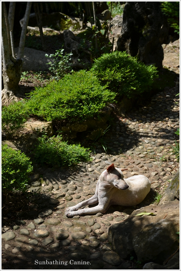 Sunbathing Canine
