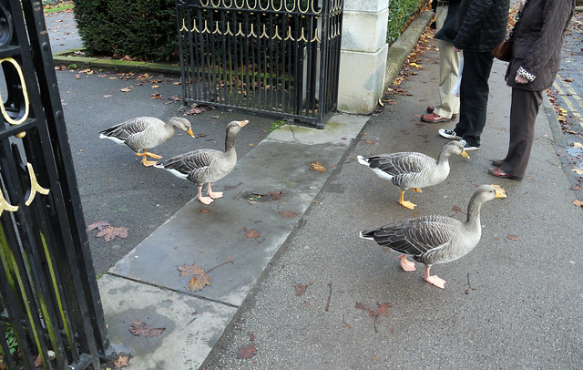Geese on a mission