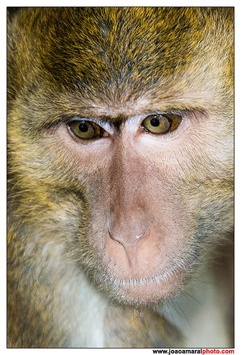 Monkey by joaoamaralphoto