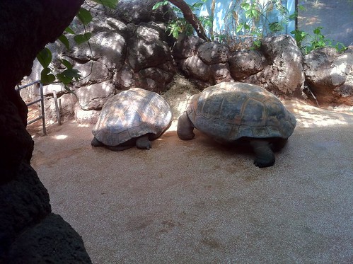 Galapagos Turtles