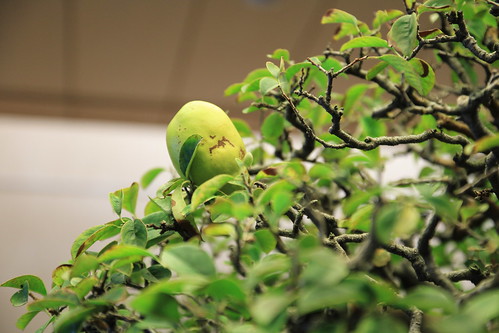 花梨 Karin (Chinese Quince) - 盆栽美術館 - bonsai museum