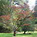 Westonbirt Arboretum (12)